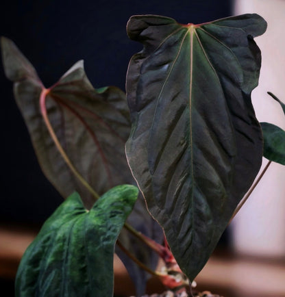 (Scott’s “Velvet Nuts” × Dressleri) × Ralph Lynam × Fort Sherman (RLFS) F2