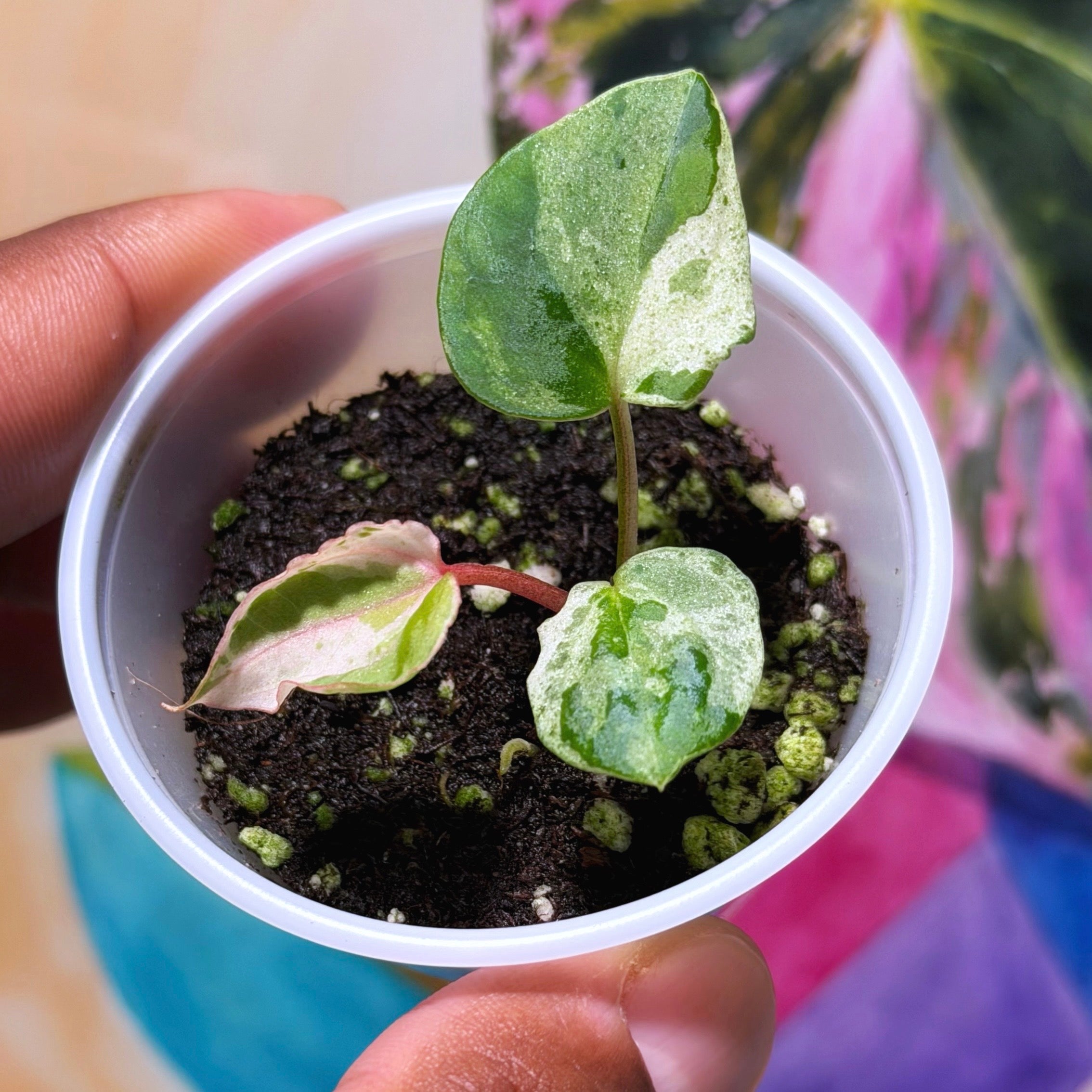 Variegated Kaleidoscope × Wonderboy Anthurium | JiggyPlantGuy