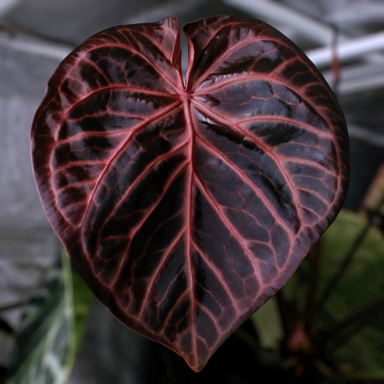 SKG PINK LEMONADE CLONE x ((CIRCUS PEANUTS x CARLA) x PM1))