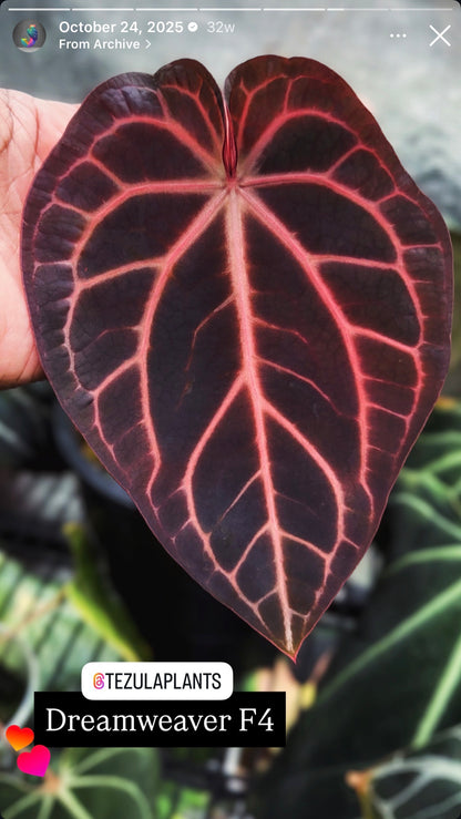 (Variegated Wonderboy × Papillilaminum) × Tezula Dreamweaver F4