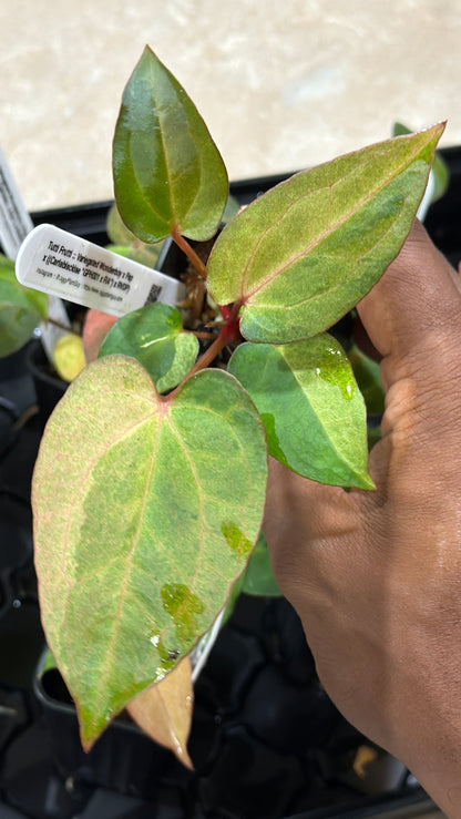 Variegated Tutti Frutti - (Confirmed Var Release)