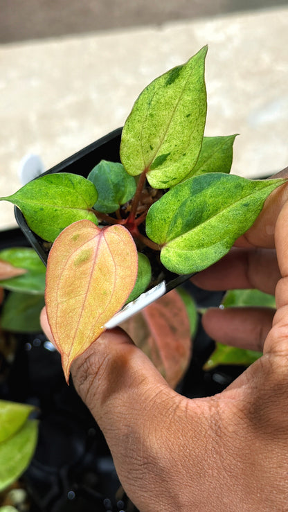 Variegated Tutti Frutti - (Confirmed Var Release)