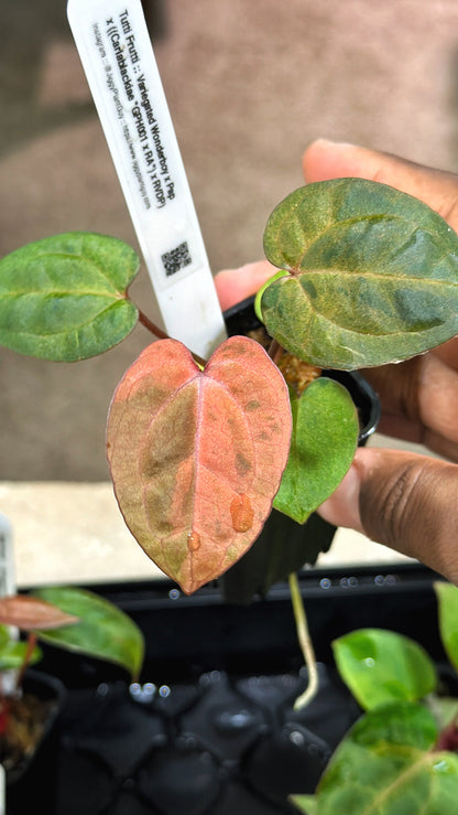 Variegated Tutti Frutti - (Confirmed Var Release)