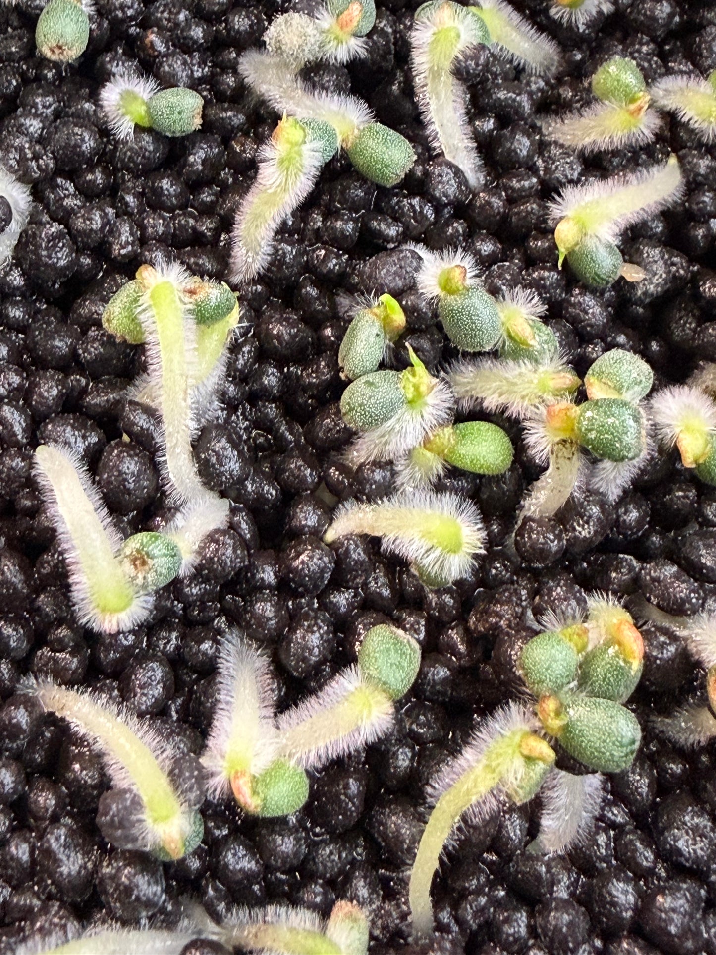 (Variegated Wonderboy × Papillilaminum) × Tezula Dreamweaver F4