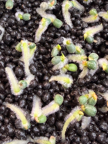 (Variegated Wonderboy × Papillilaminum) × Tezula Dreamweaver F4