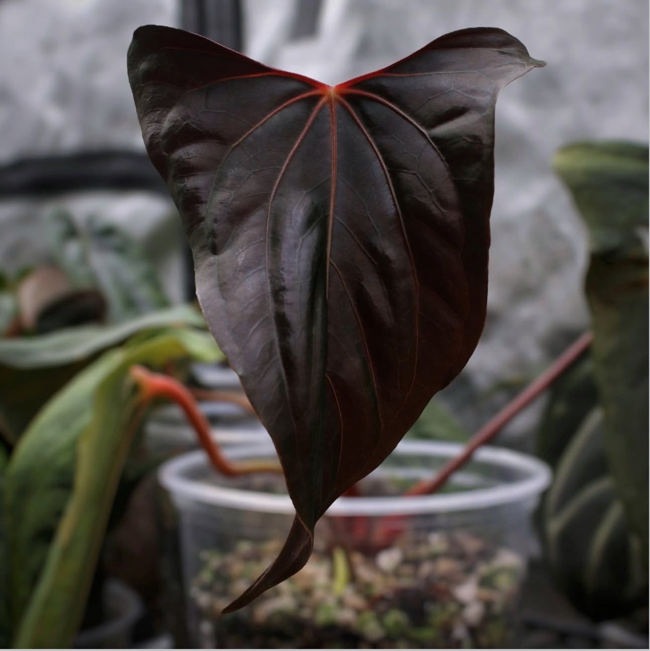 Carla x Bvep x RLFS) x RL Self – Jiggy Plant Guy