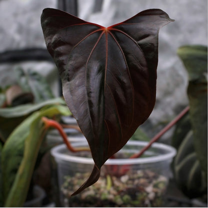 anthurium red velvet cake Doc Block Red Velvet Cake x Dark & Handsome x RL self (Red Vein) – Jiggy Plant Guy