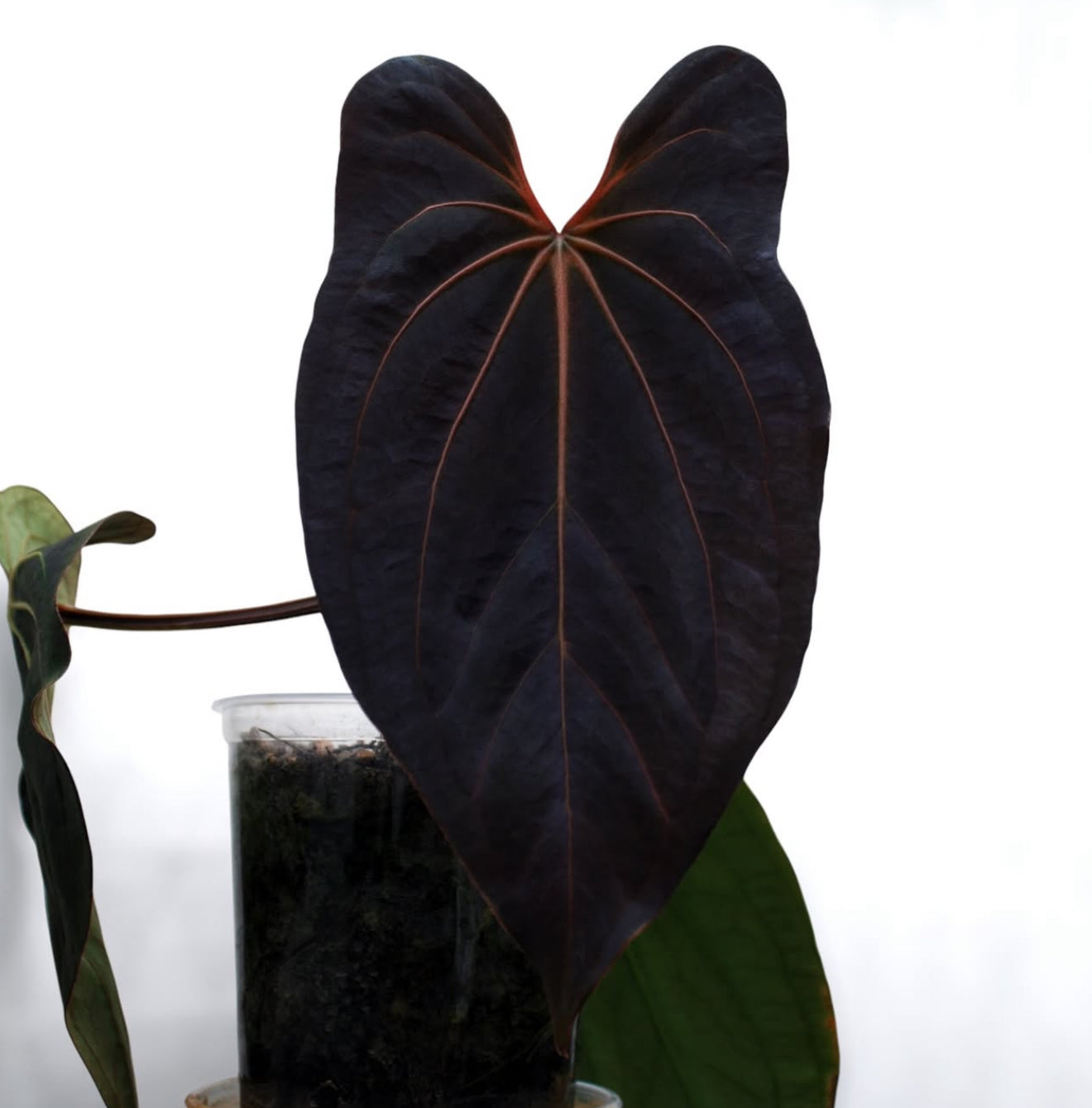 abbygail villa anthurium Allmight x Carlablackiae – Jiggy Plant Guy