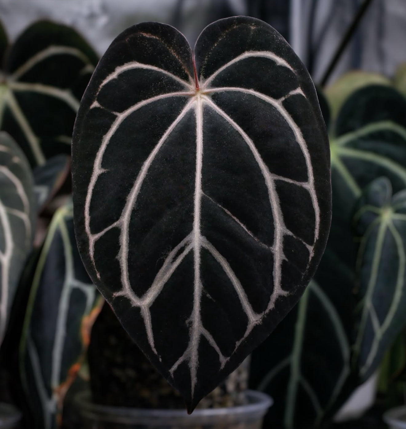 abbygail villa anthurium Allmight x Carlablackiae – Jiggy Plant Guy