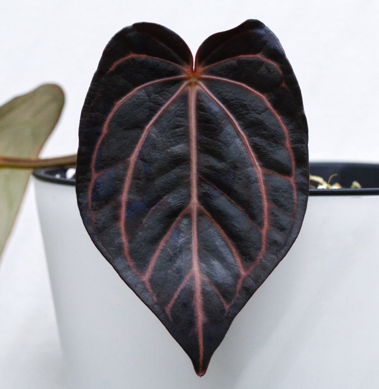 や*こ様 Carlablackiae× (Aos x Carlablackiae や*こ様 Carlablackiae× (Aos x Carlablackiae Anthurium