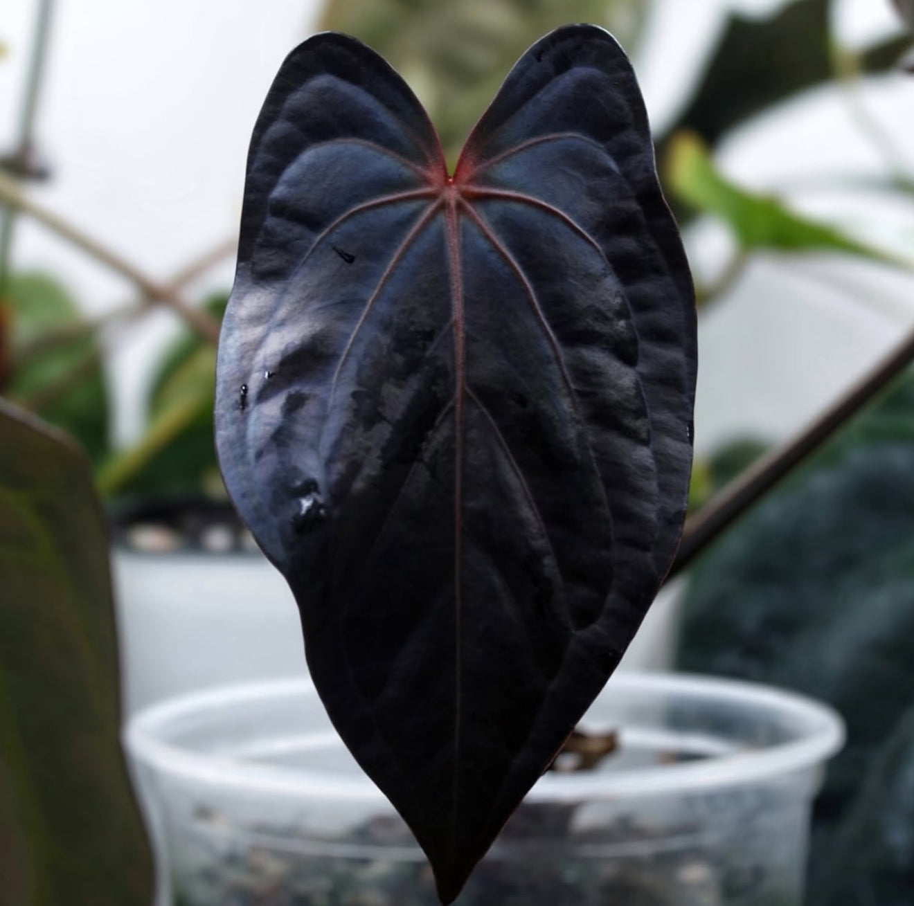 Allmight x Carlablackiae – Jiggy Plant Guy