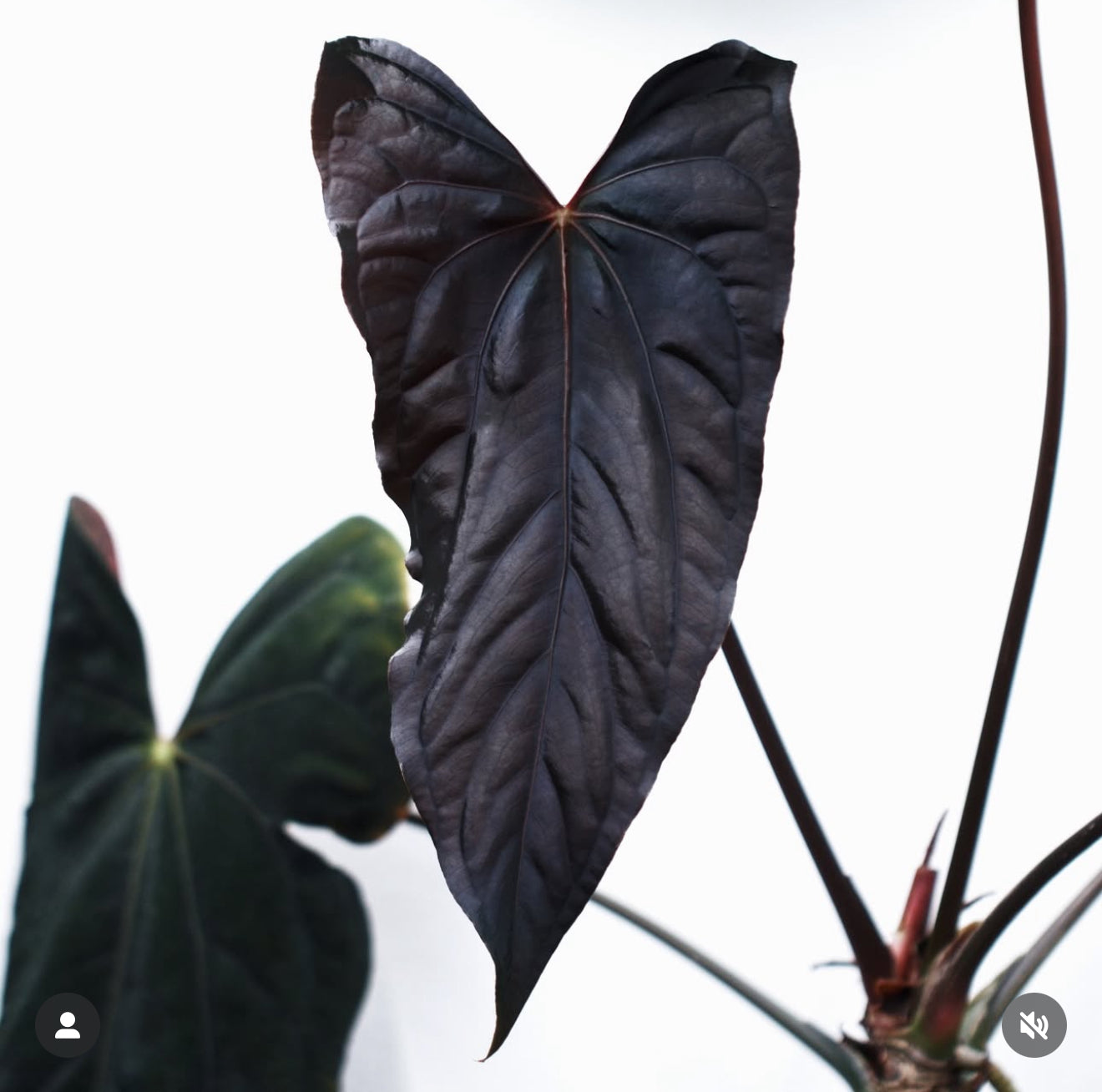 (Micro/Mutant Carla x Dressleri) x RL Backross