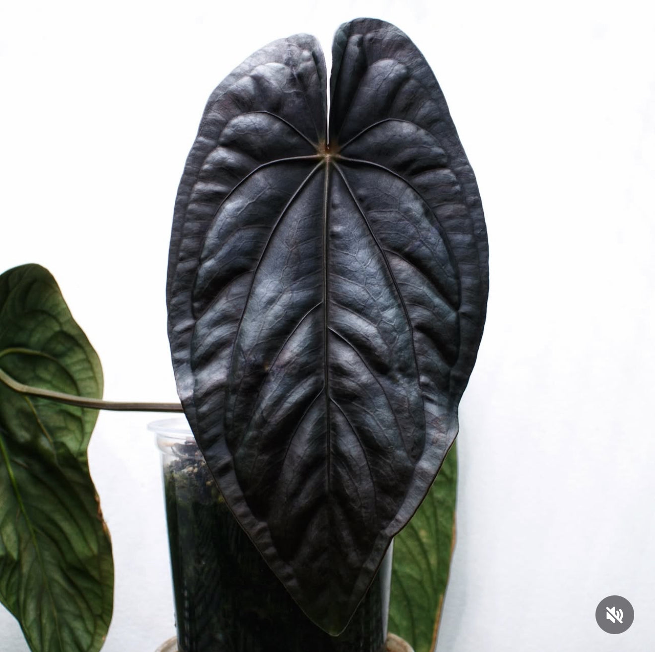 anthurium dressleri rg Ft. Sherman x RG Dressleri X RL Self – Jiggy Plant Guy