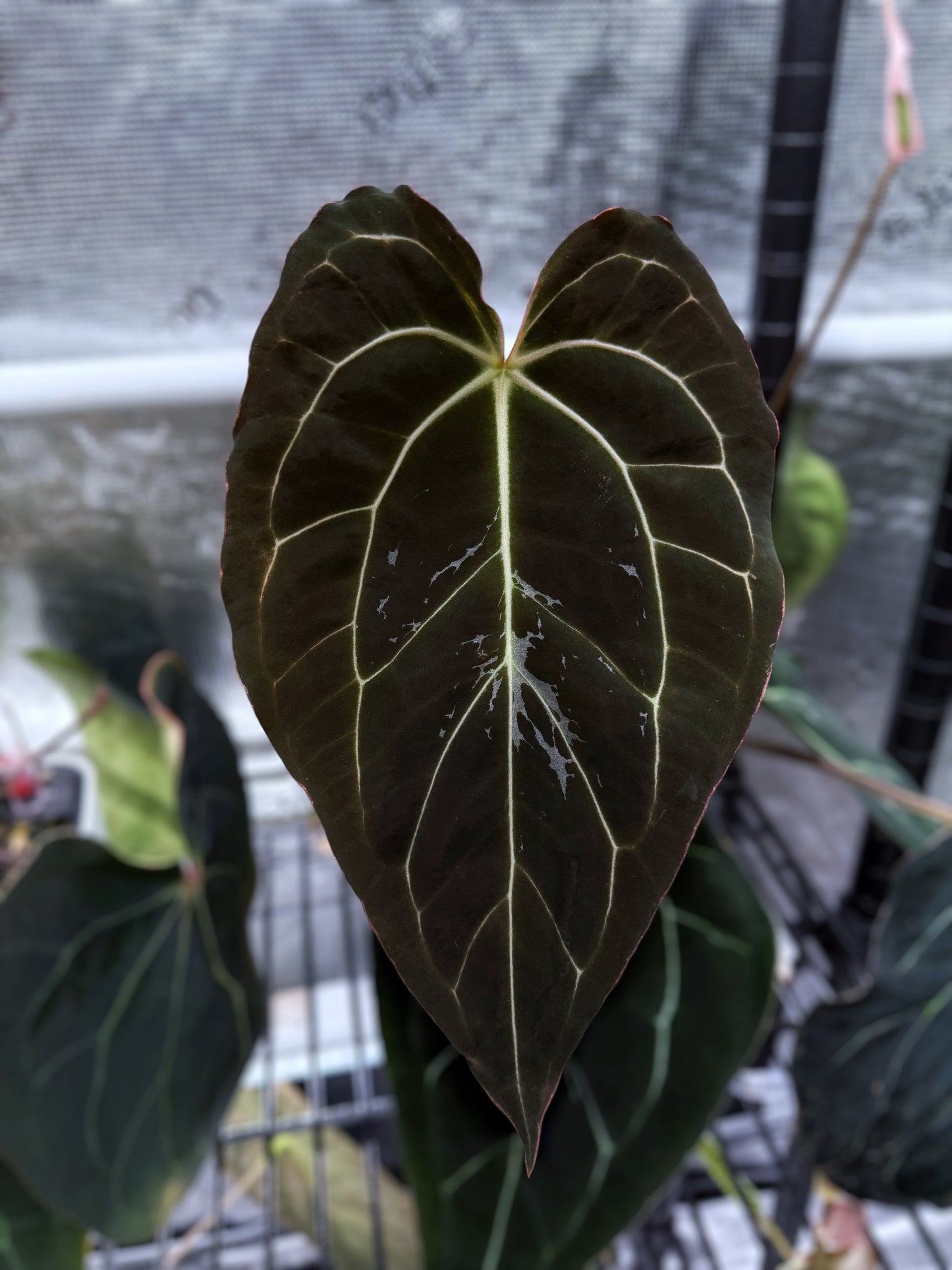 Doc Block Black Widow 43" × Carlablackiae 80" × (Carlablackiae “GPH001” × RA x RVDP)