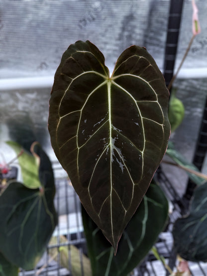 Doc Block Black Widow 43" × Carlablackiae 80" × (Carlablackiae “GPH001” × RA x RVDP)