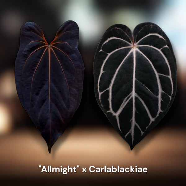 ALLEGGERITA／アッレジェリータ Photoroom_20250521_164231_gran