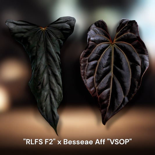 RLFS F2 x Besseae Aff. "VSOP"