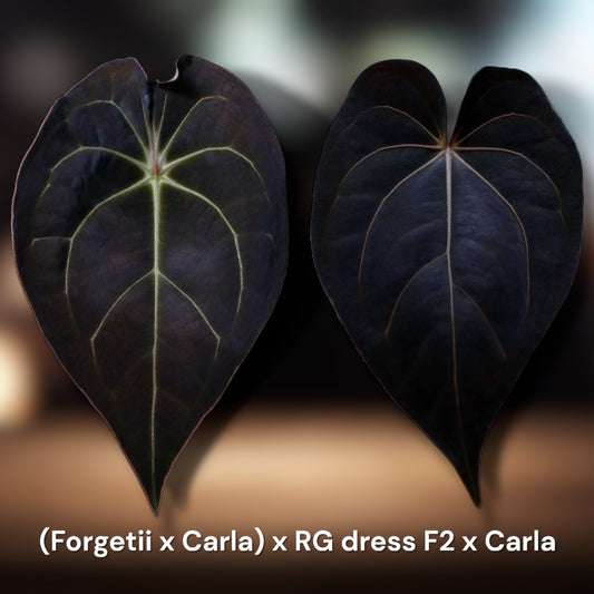 Forgetii x Carla "Amanda" x (RG Dress F2 x Carla "Amanda")