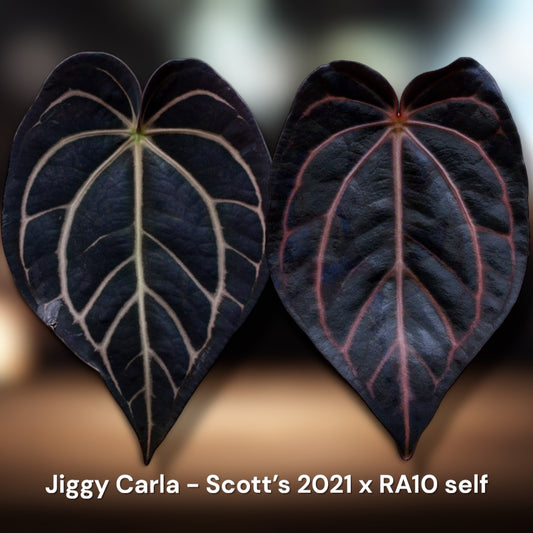 Pure Carlablackiae -  Scott’s 2021 "JPG.1" x Carlablackiae RA10s1
