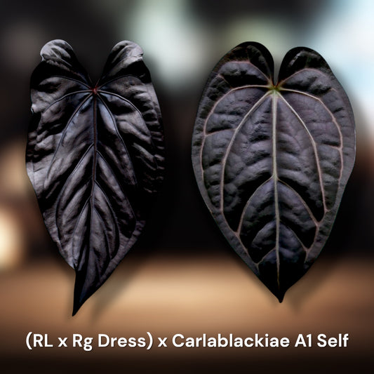 Ralph Lynam x RG Dressleri x Carlablackiae A1 self *Selects*