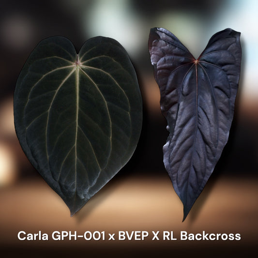 Carlablackiae GPH-001 x BVEP x Pap RL (Backcross) *Select*