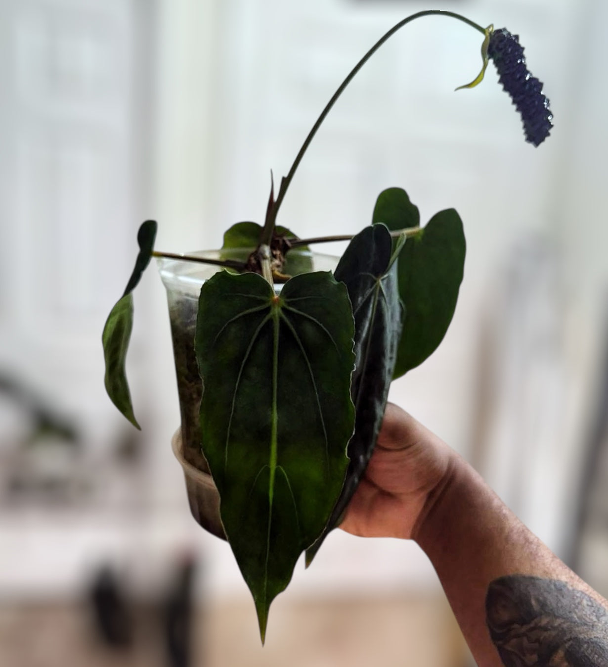 Micro/Mutant Carla x Dressleri) x RL Backross – Jiggy Plant Guy