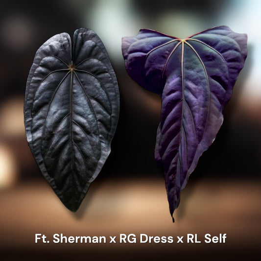 Ft. Sherman x RG Dressleri X RL Self