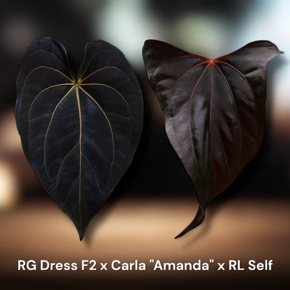 RG Dress F2 x Carlablackiae "Amanda" x RL self (Red Vein)