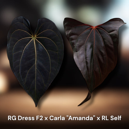 RG Dress F2 x Carlablackiae "Amanda" x RL self (Red Vein)