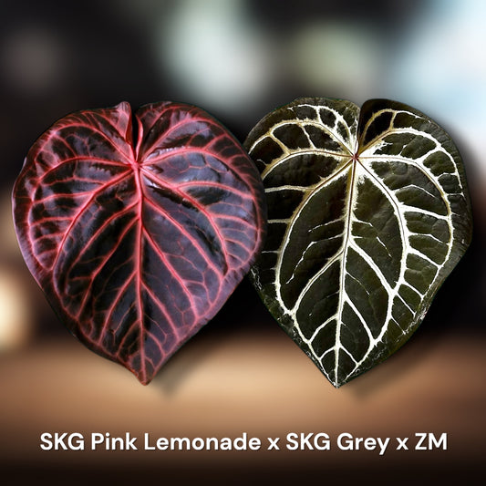 SKG Pink Lemonade x (SKG Grey x Z&M) *Select*