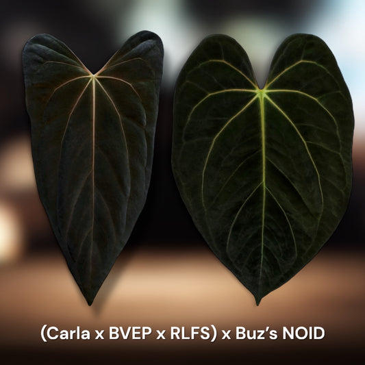 (Carla x Bvep x RLFS) x Buz's NOID