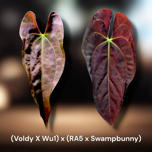 Pure Pap: (Voldemort x Wu 1) x (RA5 x Swamp Bunny)