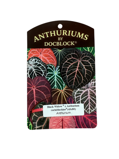 Doc Block Black Widow 43" × Carlablackiae 80" × (Carlablackiae “GPH001” × RA x RVDP)