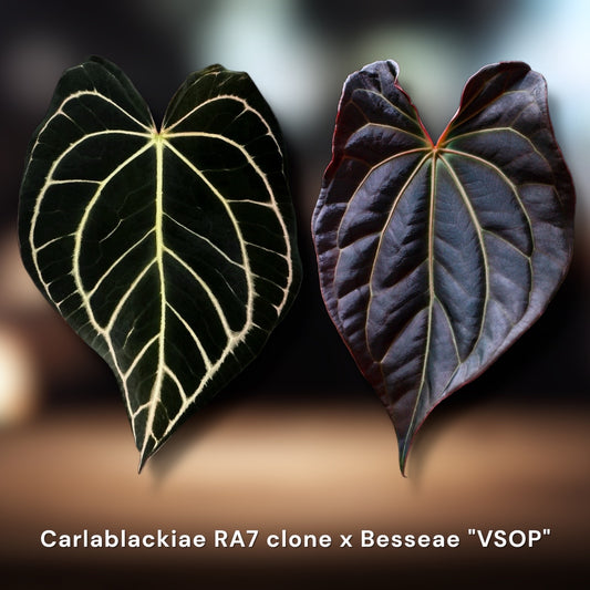 Carlablackiae RA7 × Besseae aff. "VSOP"