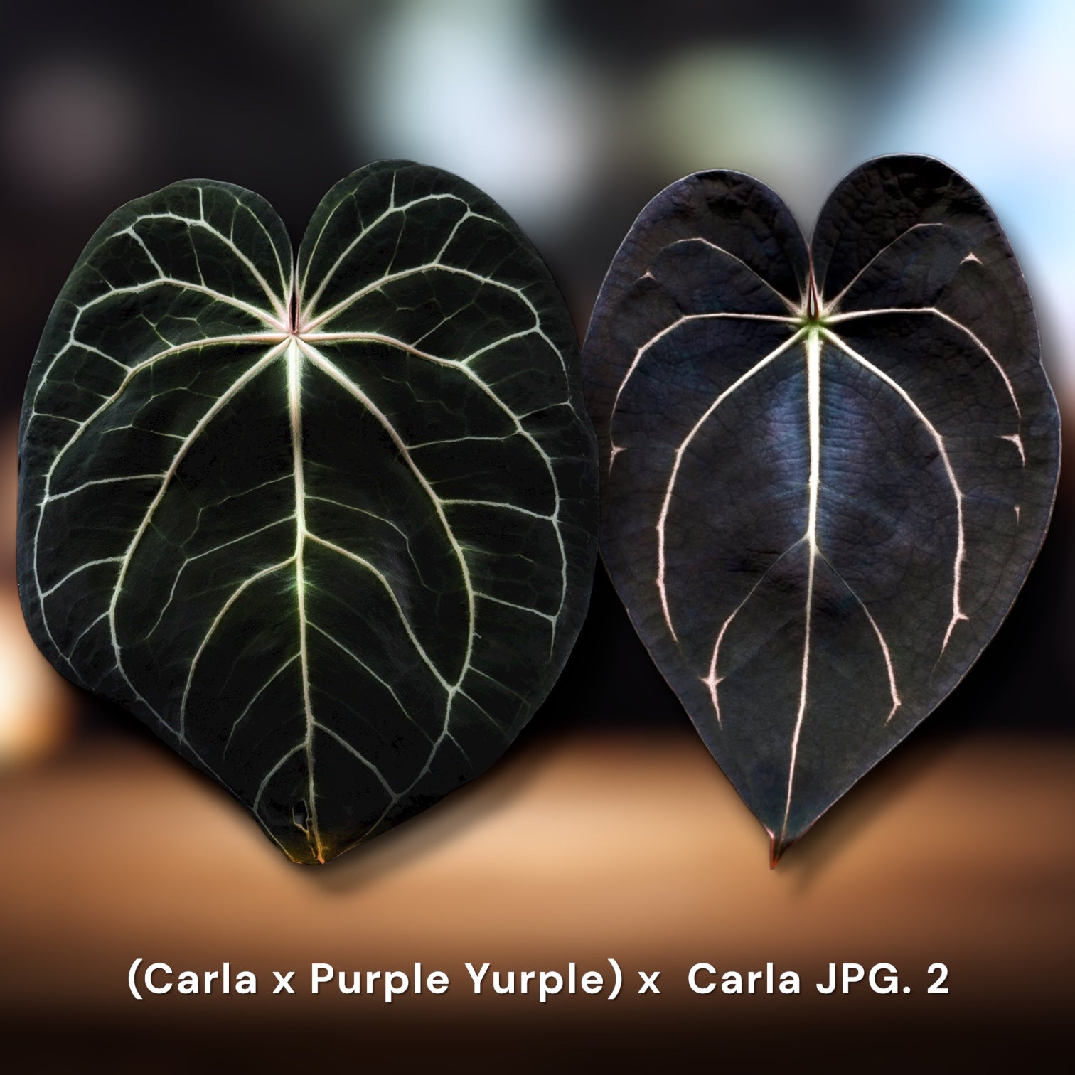 Carla × Purple Yurple × JPG.2 Anthurium | JiggyPlantGuy