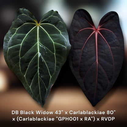 Doc Block Black Widow 43" × Carlablackiae 80" × (Carlablackiae “GPH001” × RA x RVDP)