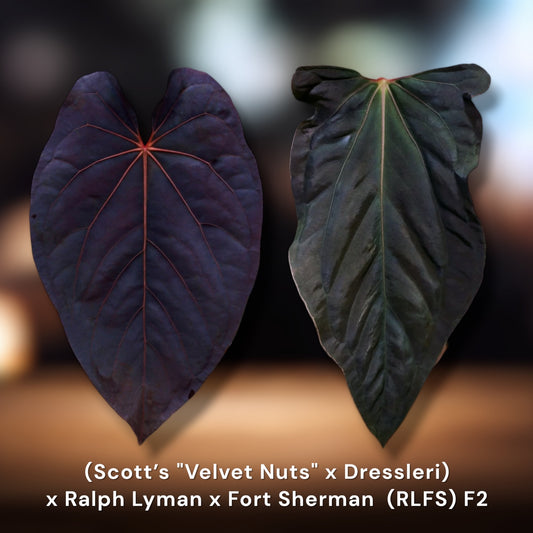 (Scott’s “Velvet Nuts” × Dressleri) × Ralph Lynam × Fort Sherman (RLFS) F2