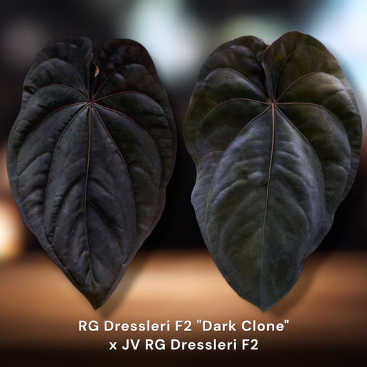 RG Dressleri F2 "Dark Clone" x JV RG Dressleri F2
