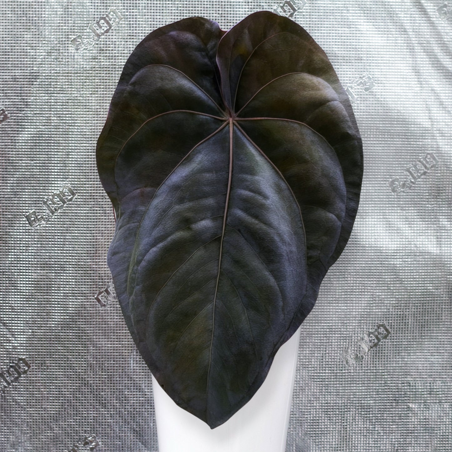 RG Dressleri F2 "Dark Clone" x JV RG Dressleri F2