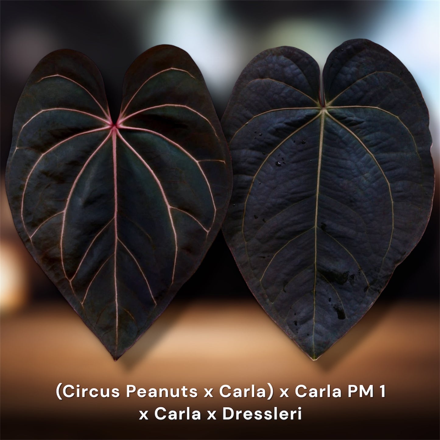 ((Circus Peanuts x Carla) x Carla PM 1) x Carla x Dressleri