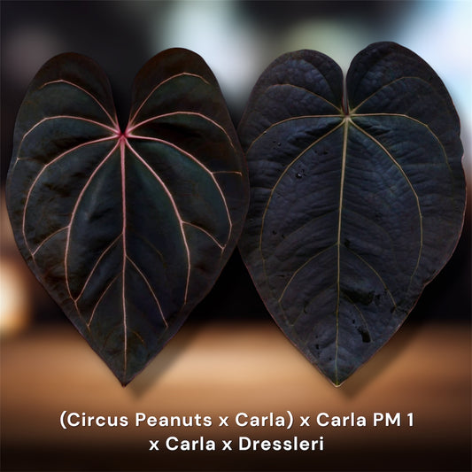 ((Circus Peanuts x Carla) x Carla PM 1) x Carla x Dressleri