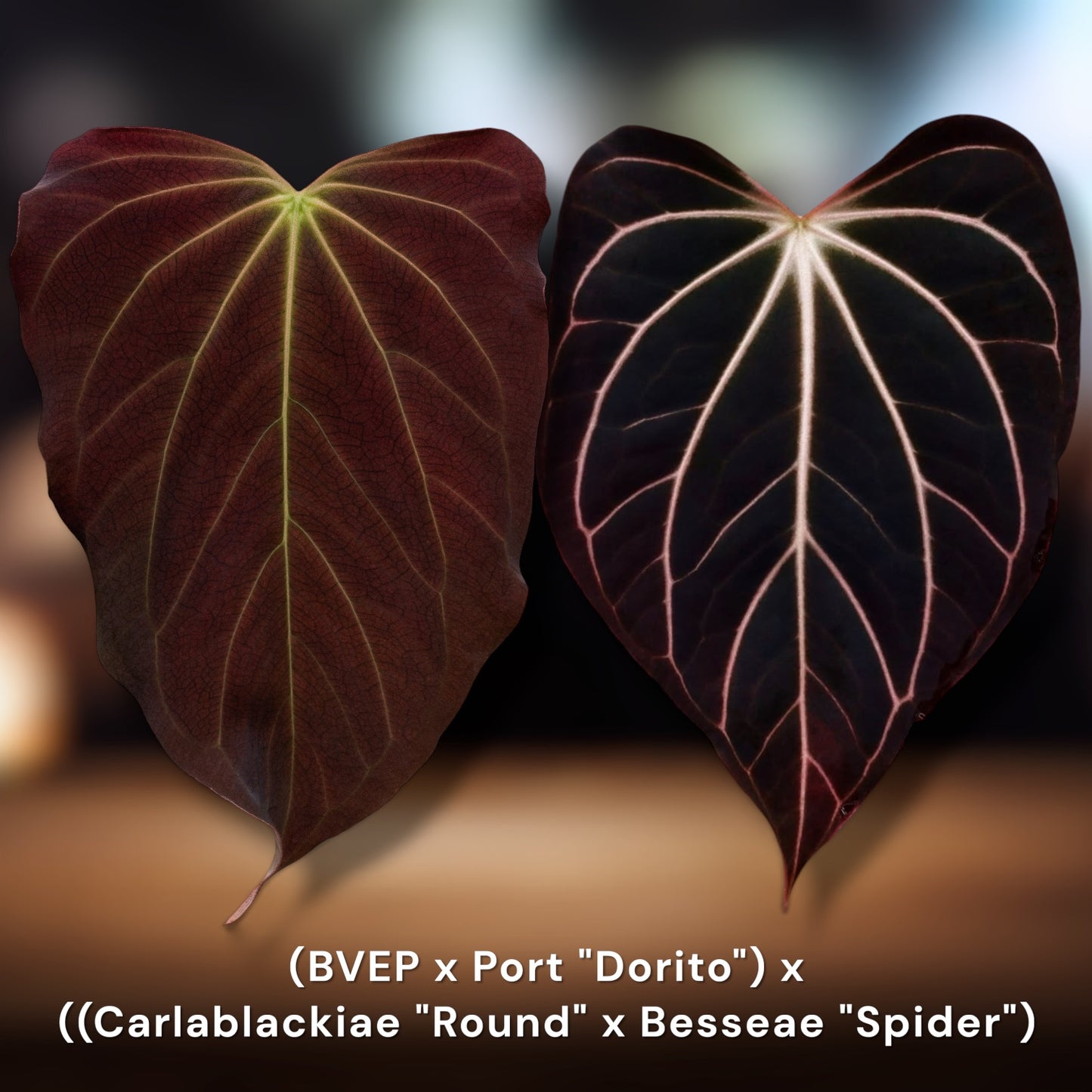 (BVEP x Port "Dorito") x Carlablackiae "Round" × Besseae "Spider"