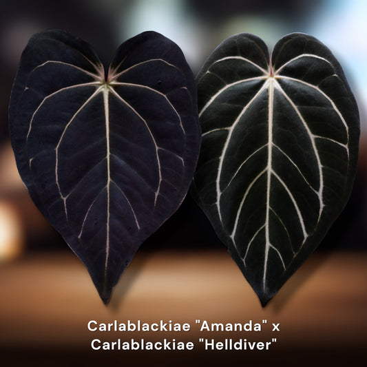 Carlablackiae Amanda × Helldiver
