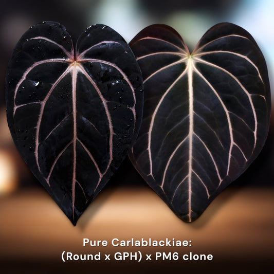 Carlablackiae (Round × GPH001) × PM6 Clone