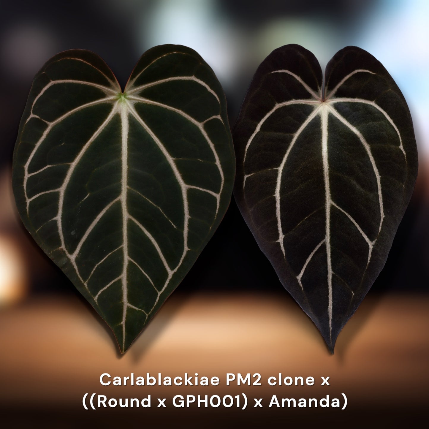 Carlablackiae PM2 Clone × ((Round × GPH001) × Amanda)