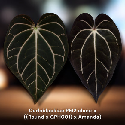 Carlablackiae PM2 Clone × ((Round × GPH001) × Amanda)