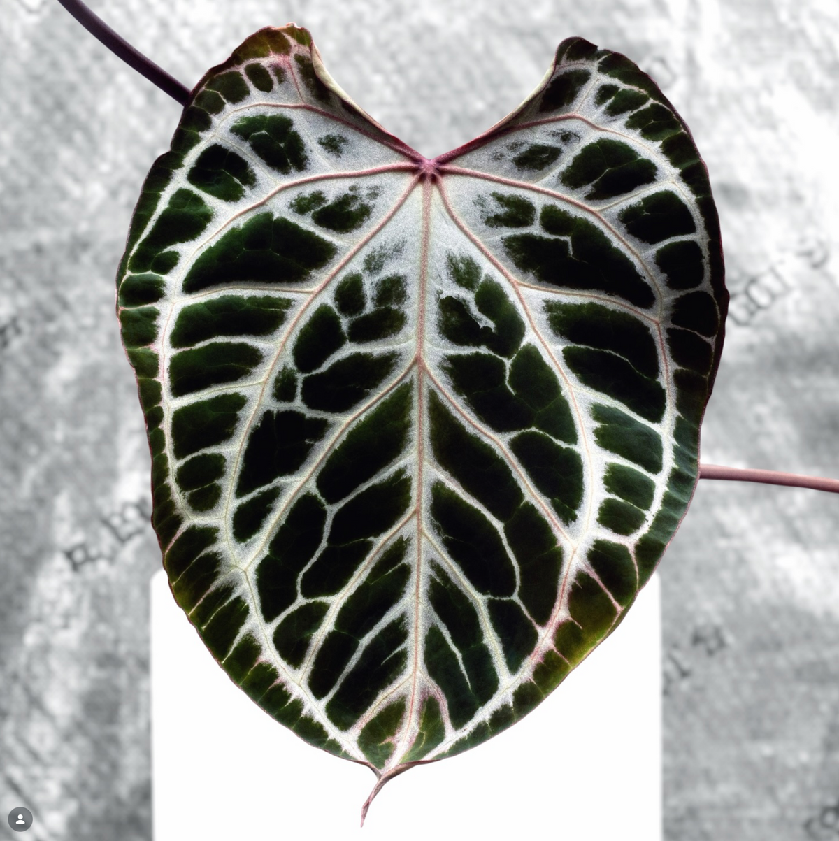 Silver Tiger × Muchlis × Tezula Dreamweaver F4 Anthurium breeding reference image