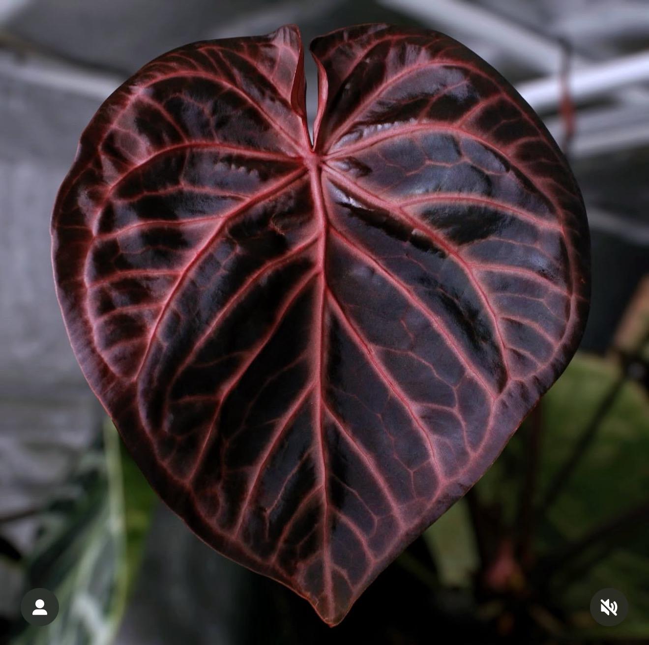 anthurium pink lemonade SKG Pink Lemonade x (SKG Grey x Z&M) *Select* – Jiggy Plant Guy