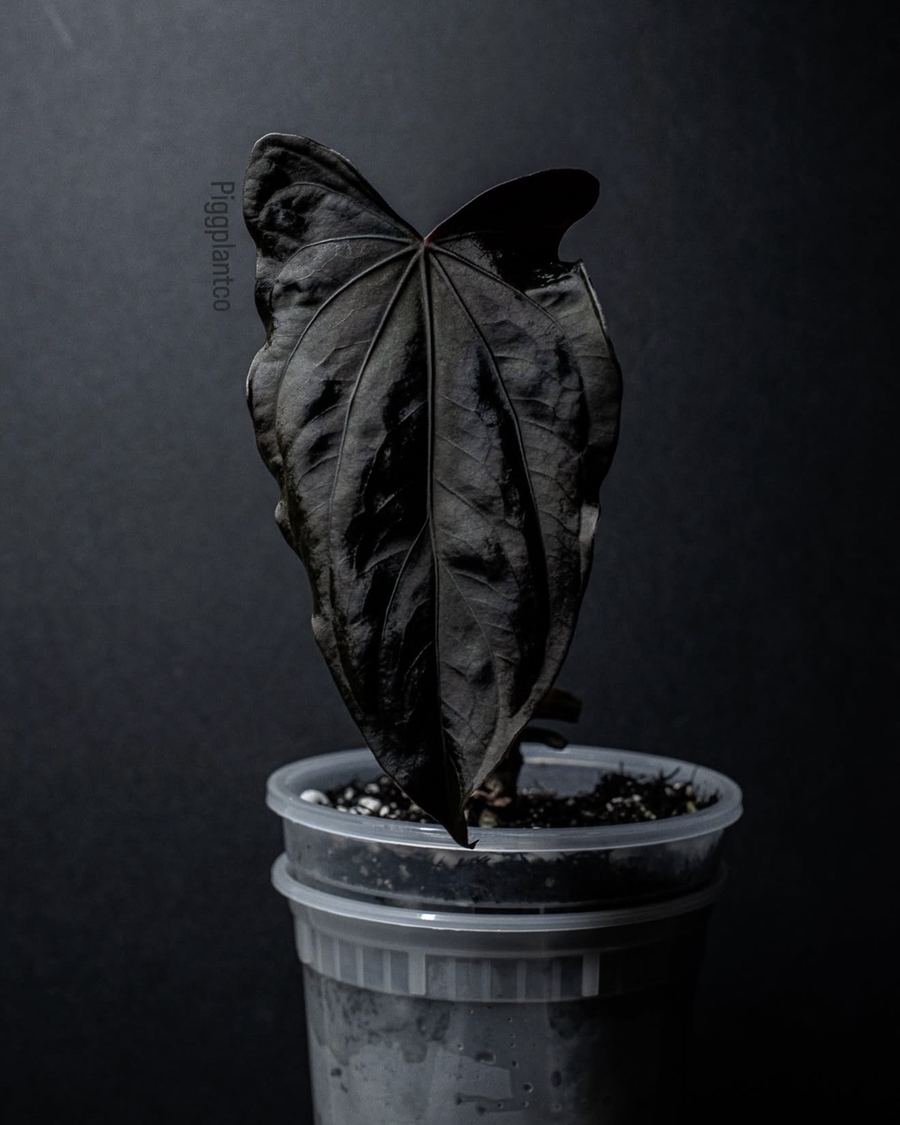 (Fort Sherman x RG Dress F2) x Rl self