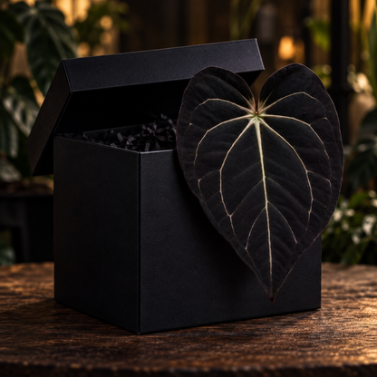 JiggyPlantGuy Mystery Box with dark velvet Anthurium leaf
